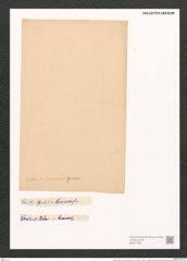 Nitzschia distans var. guarnerensis Grun. (de-Toni-Nr.: Genus 47, Species 2083) Zeichnungen Sammlung Grunow (NHMW-BOT-W0371994)
